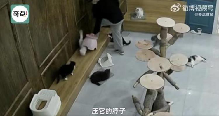 山东男子虐猫,一名大学生虐待流浪猫后续