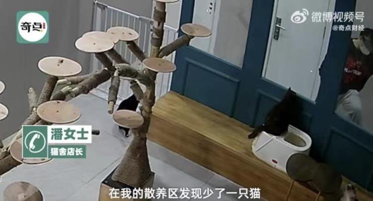 山东男子虐猫,一名大学生虐待流浪猫后续