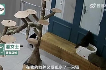 山东男子虐猫,一名大学生虐待流浪猫后续