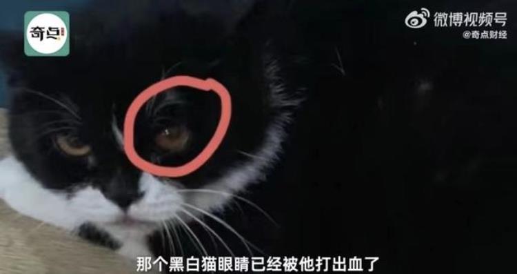 山东男子虐猫,一名大学生虐待流浪猫后续