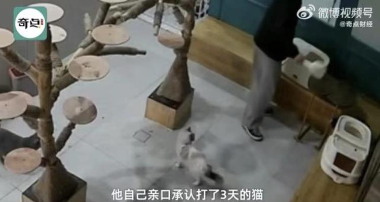 山东男子虐猫,一名大学生虐待流浪猫后续