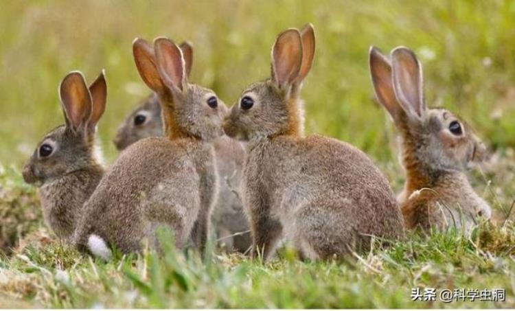 澳大利亚人为什么不吃野兔,澳洲成灾的野兔