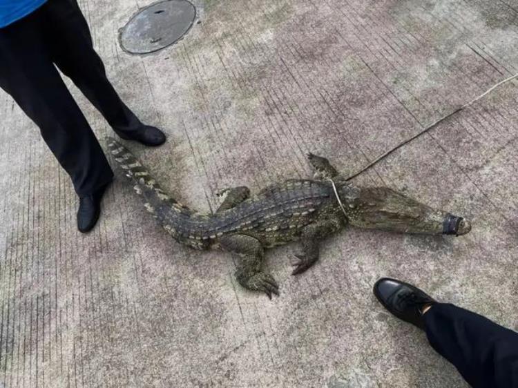 惊险南海一菜市场突然窜出食人鳄甩头摆尾一路暴走