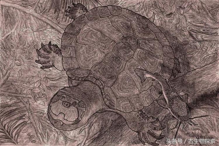 神话中的超级巨龟真的在地球上生存过嘛,地球上出现过的最大的龟