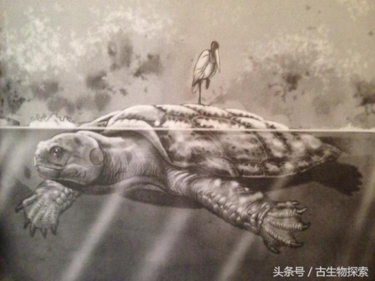 神话中的超级巨龟真的在地球上生存过嘛,地球上出现过的最大的龟