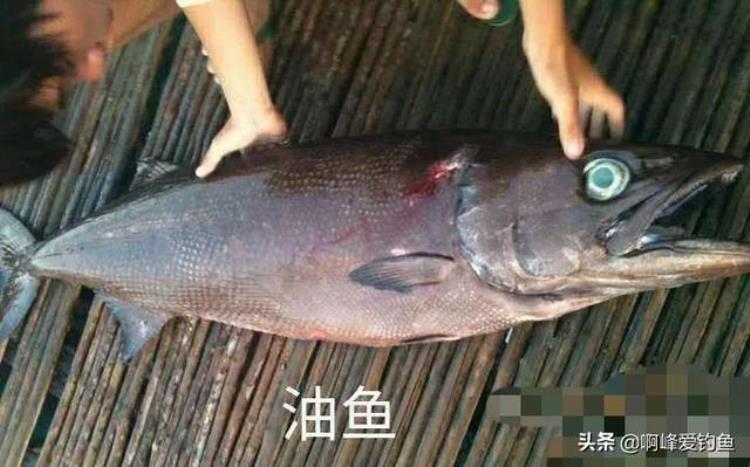 油鱼吃了真的漏油?,深海鱿鱼有酸味