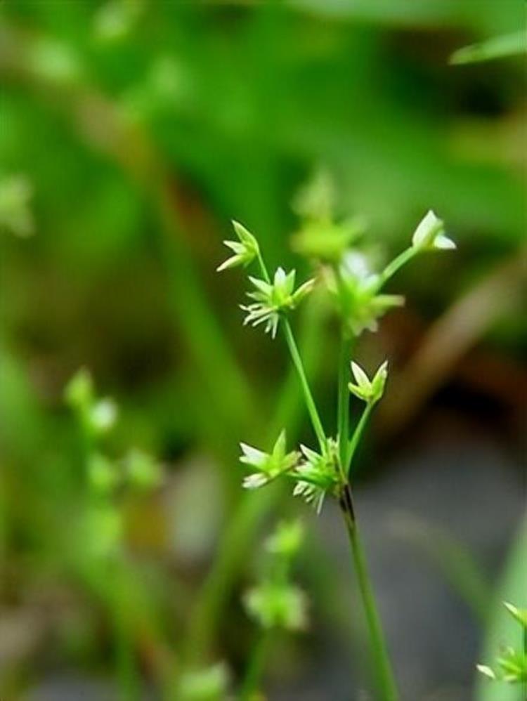 2001年泰州出土不腐女尸眉毛根根分明不腐原因竟是一株植物