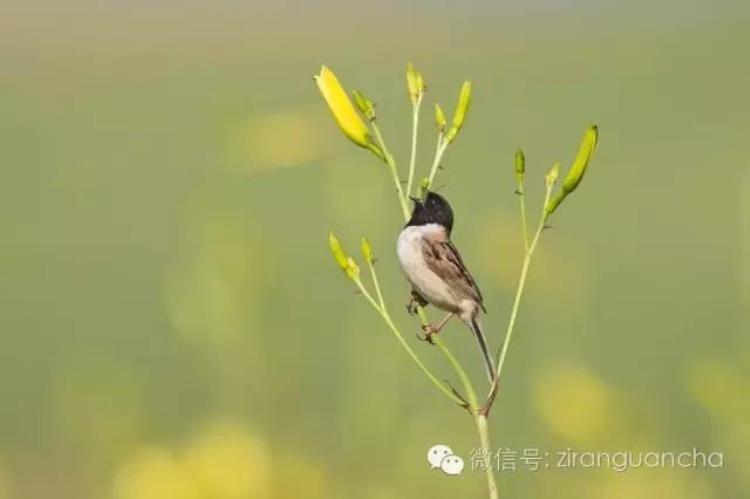 中国有分布的31种鹀多数被拔毛以冒充禾花雀