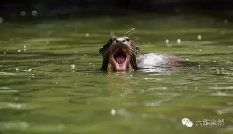 水獭能打赢鳄鱼么,海獭和水獭