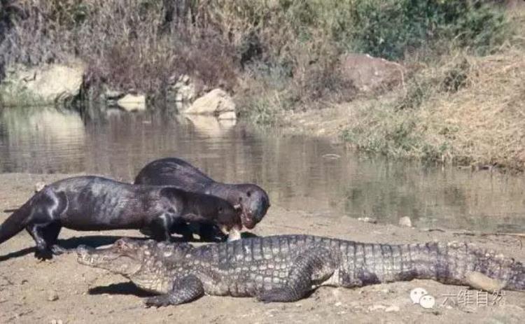 水獭能打赢鳄鱼么,海獭和水獭