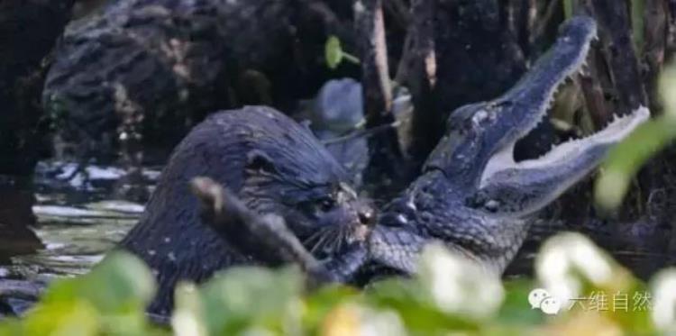 水獭能打赢鳄鱼么,海獭和水獭