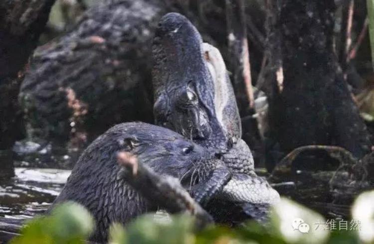 水獭能打赢鳄鱼么,海獭和水獭