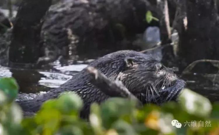 水獭能打赢鳄鱼么,海獭和水獭