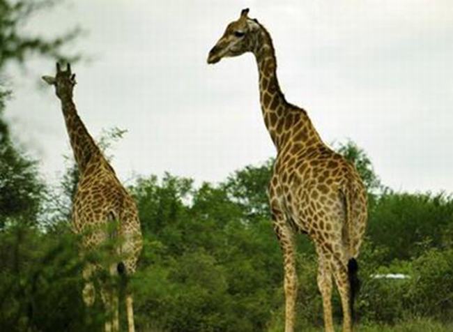 长颈鹿是一种什么样的动物类型 它有哪些特别的地方