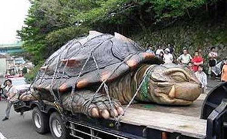 1965年的黄河巨龟是真的吗?,黄河发现巨龟事件是真是假