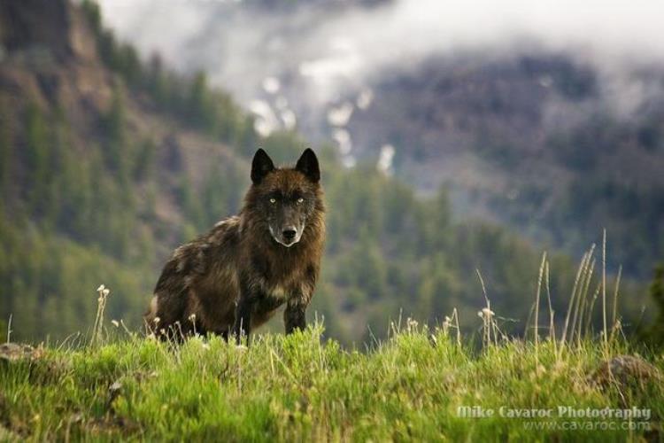 地球上现存最大生物「地球上至今还活着的最大生物是什么无法遏制它仍在不断狂长」