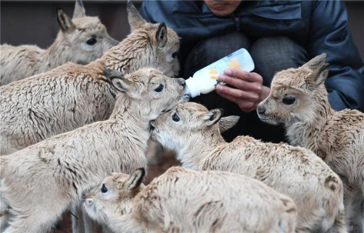 可可西里的无人区有多可怕,可可西里无人区最恐怖的地方