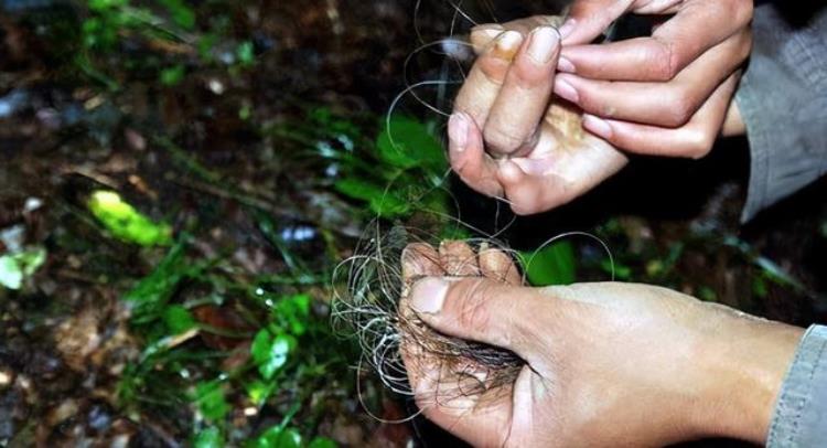 野人与人类生的孩子猴娃,普通人和野人生下的一个猴娃