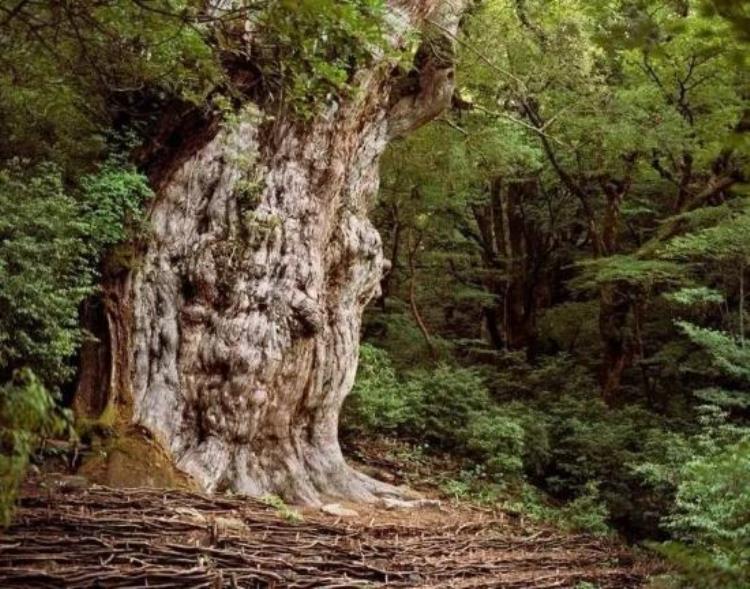 世界上最奇怪的十种树,世界十大种树