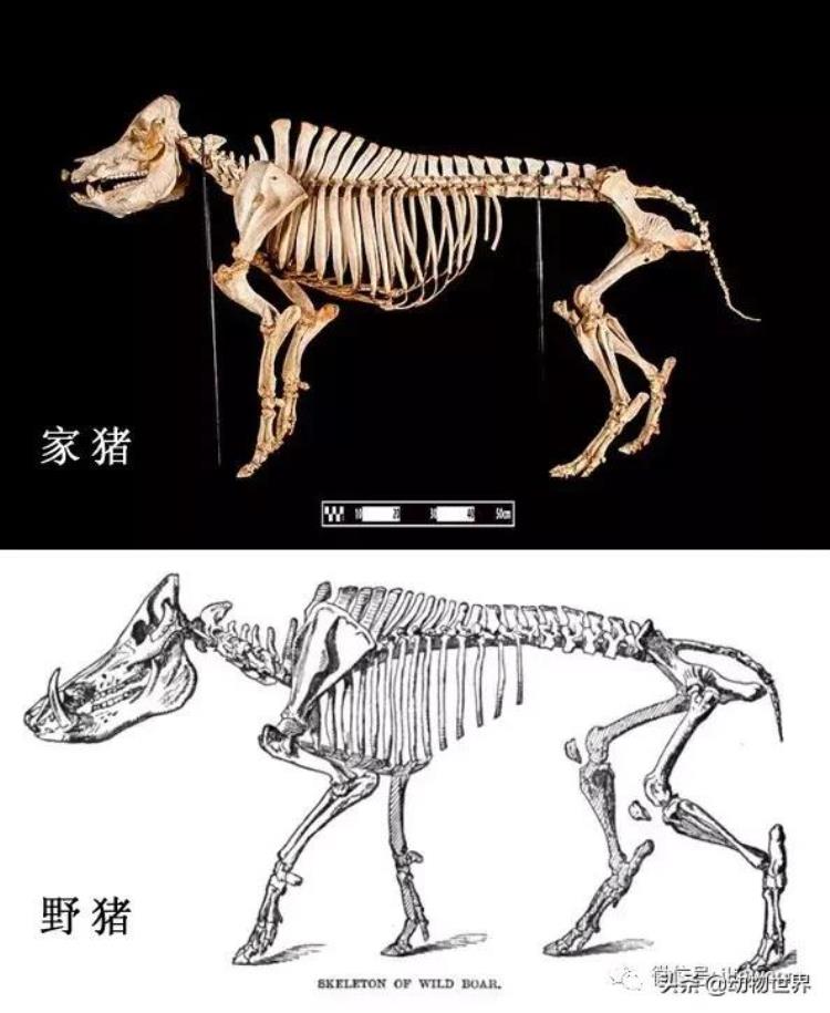 动物世界中的17种猪肯定有一些你闻所未闻的动物,体型最大的种猪