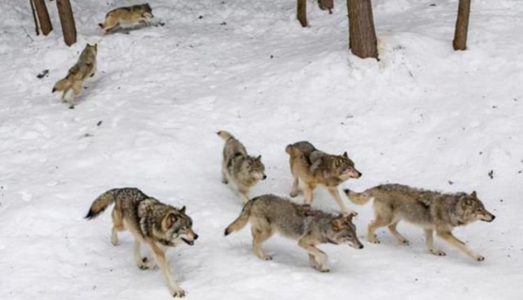 俄罗斯遭北极狼入侵沿街捕食宠物狗人遇到该怎么办