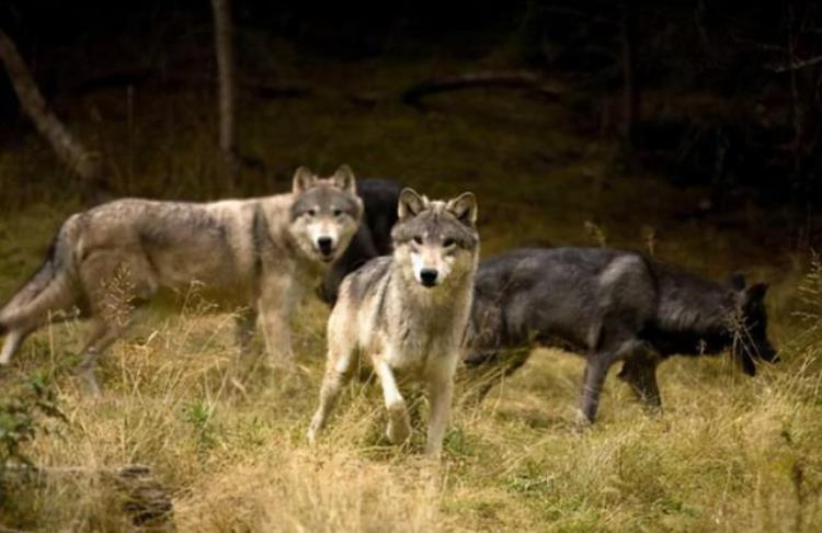 俄罗斯遭北极狼入侵沿街捕食宠物狗人遇到该怎么办