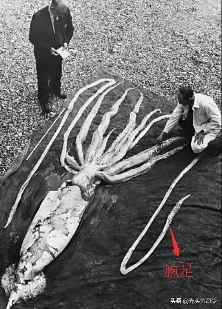 北海巨妖吃抹香鲸,世界上有没有比蓝鲸更大的海怪