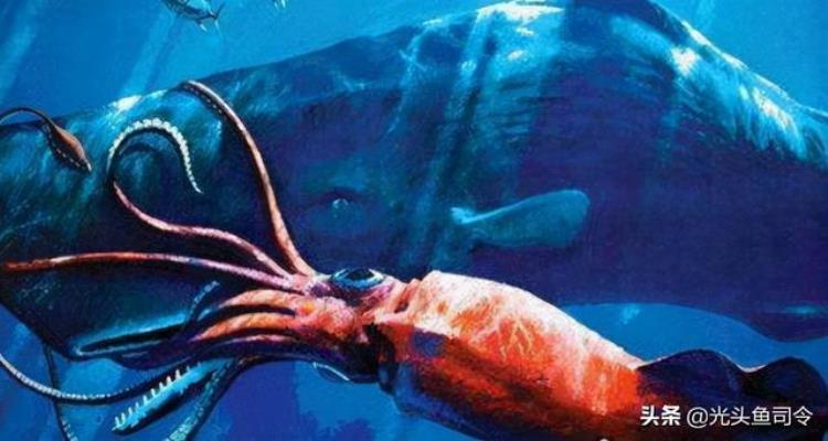 北海巨妖吃抹香鲸,世界上有没有比蓝鲸更大的海怪