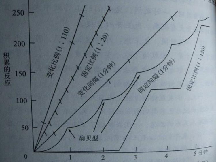 扇贝效应教育启示,扇贝效应在班级管理中的应用