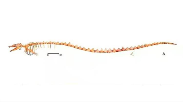 秘鲁发现真龙遗骸尖牙利齿身长17米3600万年前海里的龙王