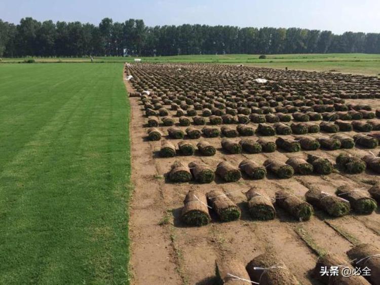 草坪的正确种植养护技术和方法是什么,家里草坪怎么种植