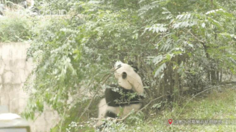 熊猫的咬合力排行第几,可爱的大熊猫