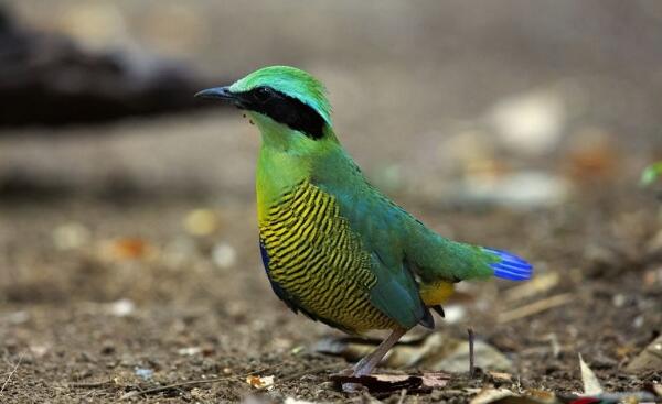 鸟的祖先是什么动物?全身长满羽毛(能滑翔或低飞)