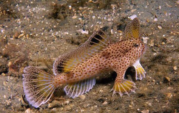 斑点九棘鲈：漂亮且美味的中型石斑鱼（体色会不断变化）