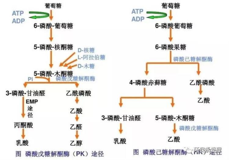 比较污的生物知识,微生物代谢知识大全