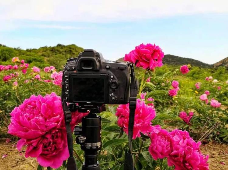 登香山赏牡丹摘樱桃济南香山风景区天上人家牡丹艺术文化节邀您免费游