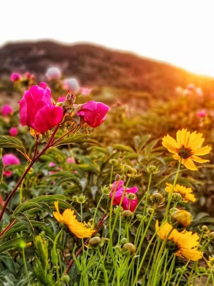 登香山赏牡丹摘樱桃济南香山风景区天上人家牡丹艺术文化节邀您免费游