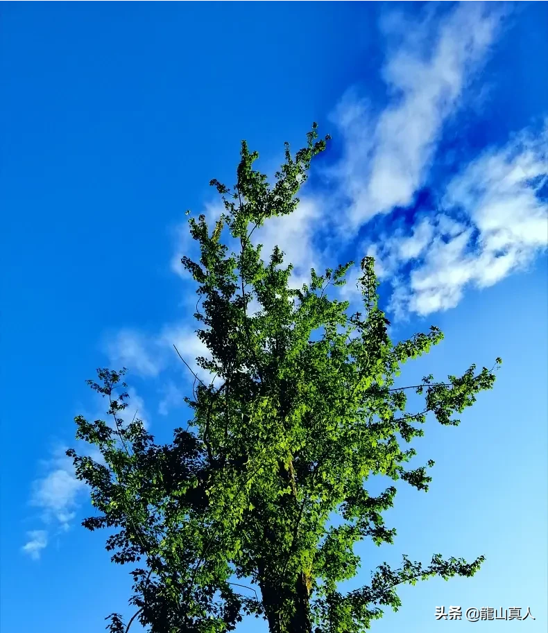 登香山赏牡丹摘樱桃济南香山风景区天上人家牡丹艺术文化节邀您免费游