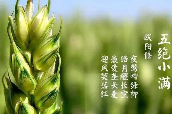 小满是什么季节?第八个节气(正好进入夏季/气温升高)