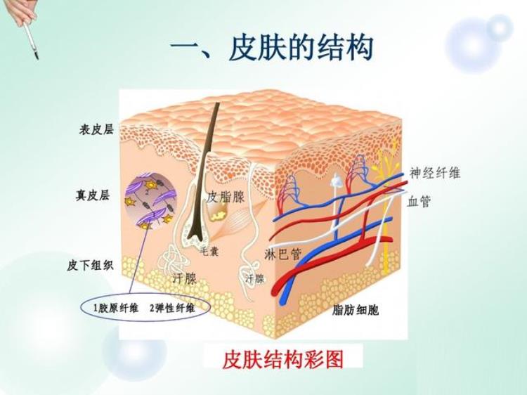 诡异的冻尸脱衣从大脑亢奋到发热脱衣最后含笑死亡