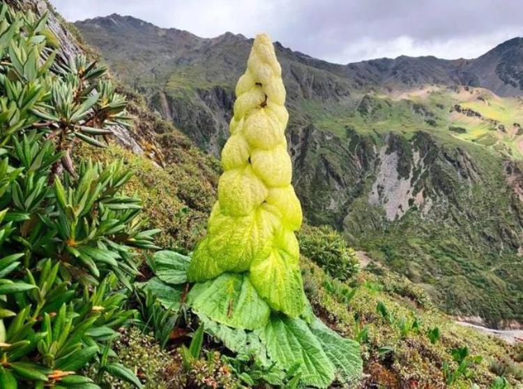 川藏线大白菜为什么不能摘,为什么川藏线不能摘大白菜