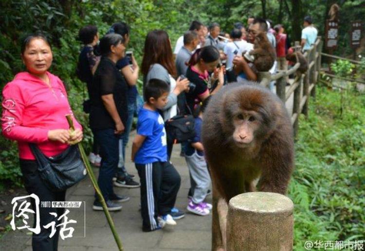 怕大师兄闹事猴倌手拿弹弓巡查