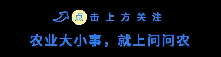 柑橘六月份膨果期下什么水溶肥「两广地区柑橘7月管理要点膨果防病虫一件不能少」