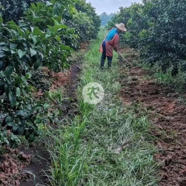 柑橘六月份膨果期下什么水溶肥「两广地区柑橘7月管理要点膨果防病虫一件不能少」