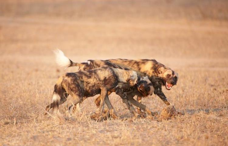 非洲野犬和狼关系,非洲野犬为什么怕狮子不怕鬣狗