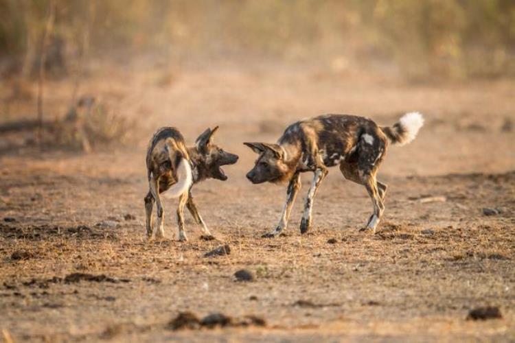 非洲野犬和狼关系,非洲野犬为什么怕狮子不怕鬣狗