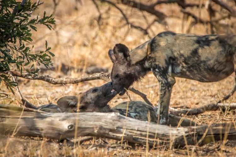 非洲野犬和狼关系,非洲野犬为什么怕狮子不怕鬣狗