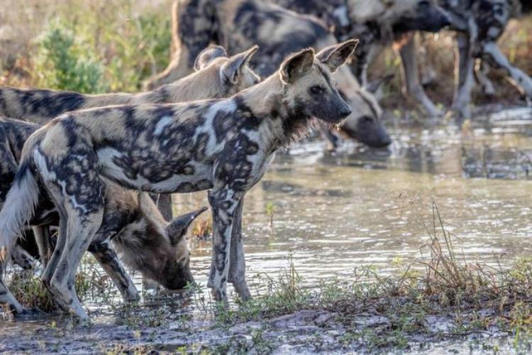 非洲野犬和狼关系,非洲野犬为什么怕狮子不怕鬣狗