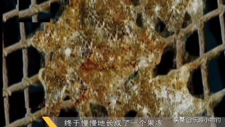 2008年福建老板捞到未知生物居民咬定是的怪物专家也被吓到