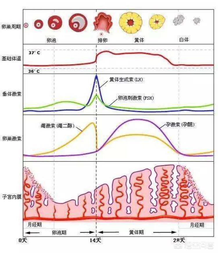 腹痛的中医辨证病机分析图,腹痛的基本病机是什么